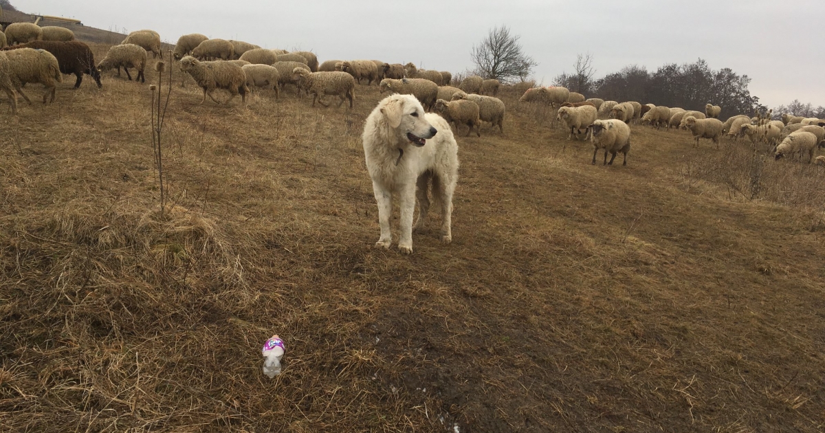 Védik a nyájat és nagyon jól együttműködnek